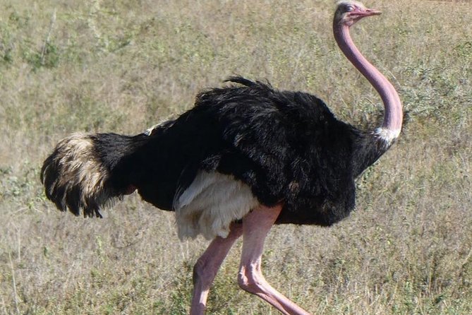 5 days Serengeti safari|Experience the great wildebeest migration - Arusha arrival to Serengeti base: your first taste of safari mode