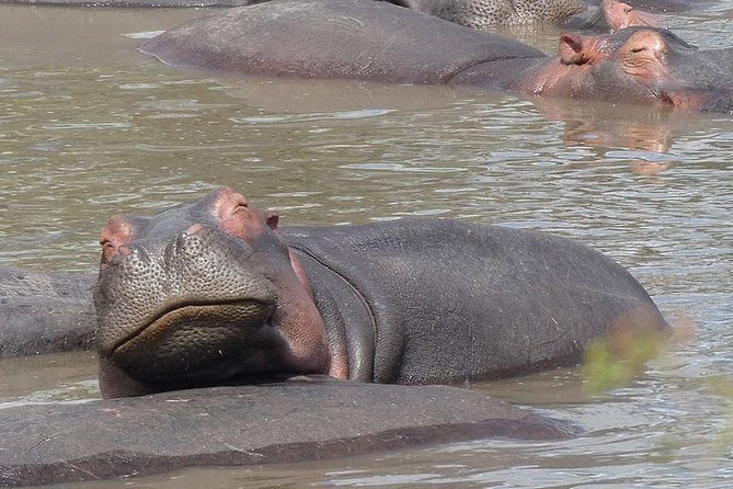 5 days Serengeti safari|Experience the great wildebeest migration - Day 3: the full-day Serengeti drive for migration time