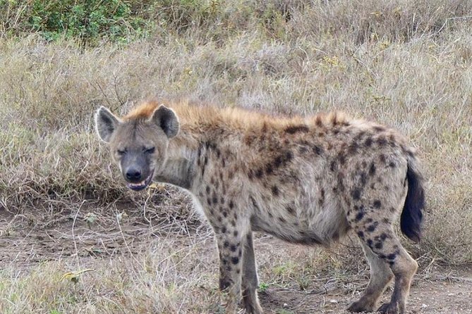 5 days Serengeti safari|Experience the great wildebeest migration - Day 4: Serengeti game drive, then transfer to Ngorongoro Crater