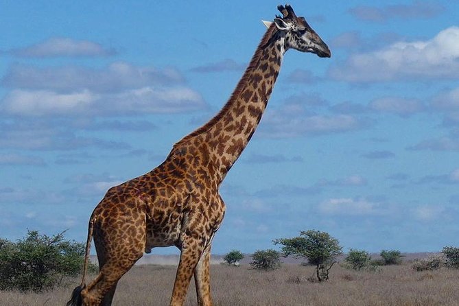 5 days Serengeti safari|Experience the great wildebeest migration - Food, water, and the small costs to plan for