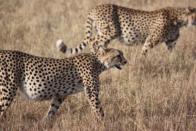 5 days Serengeti Wildebeest Migration Safari - Key highlights worth getting excited about