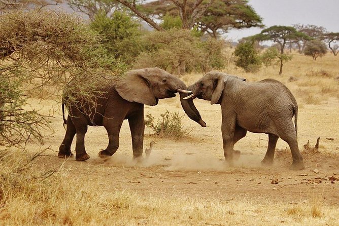 5 days Serengeti Wildebeest Migration Safari - Entering the migration: why this 5-day route makes sense