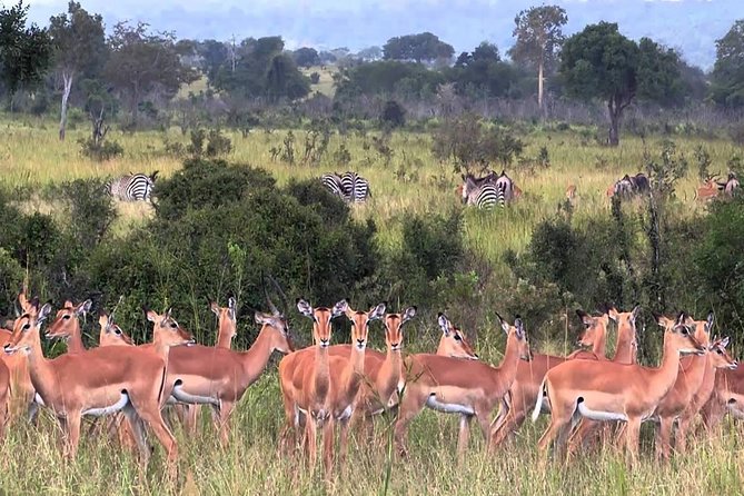 5 days Serengeti Wildebeest Migration Safari - Day 1 in Tarangire: Mto Wa Mbu plus a fresh take on African wildlife