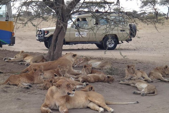 5 Days Special Safari to see migration - Key highlights you should care about