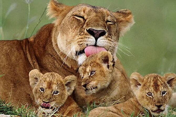 5 Days Special Safari to see migration - Accommodation picks: Octagon Lodge, Serengeti Heritage, and Ngorongoro Wildlife Lodge