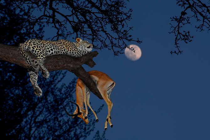 5 Days Tanzania Budget Camping Safari from Arusha - Key Safari Highlights Worth Your Attention