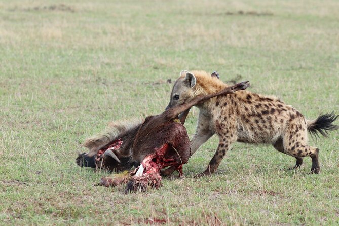 5 Days Tanzania Budget Camping Safari from Arusha - Central Serengeti: Big Plains, Predators, and the Great Migration Theme