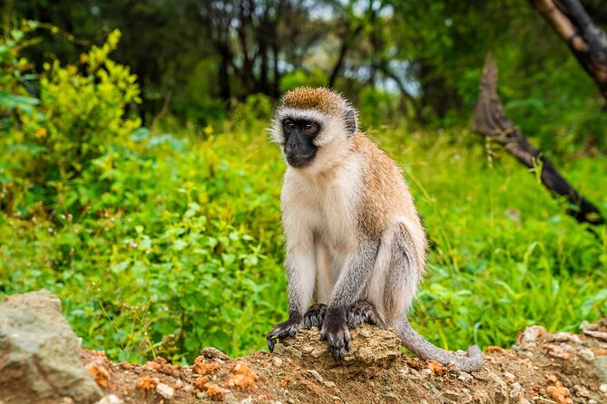 5 Days Tanzania Budget Camping Safari from Arusha - Day 4 Serengeti: River Drama and a Balloon Safari Slot