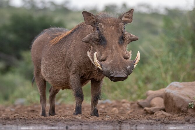 5 Days Tanzania Budget Camping Safari from Arusha - Ngorongoro Crater on Day 5: Dense Wildlife and Lake Magadi Flamingos