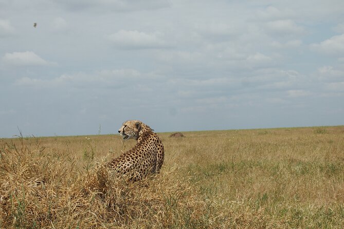 5 days Tanzania Camping Safari - Lake Manyara: flamingo color and the chance for tree-climbing lions