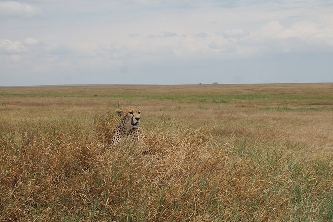 5 days Tanzania Camping Safari - Languages, group size, and why private can feel better on safari