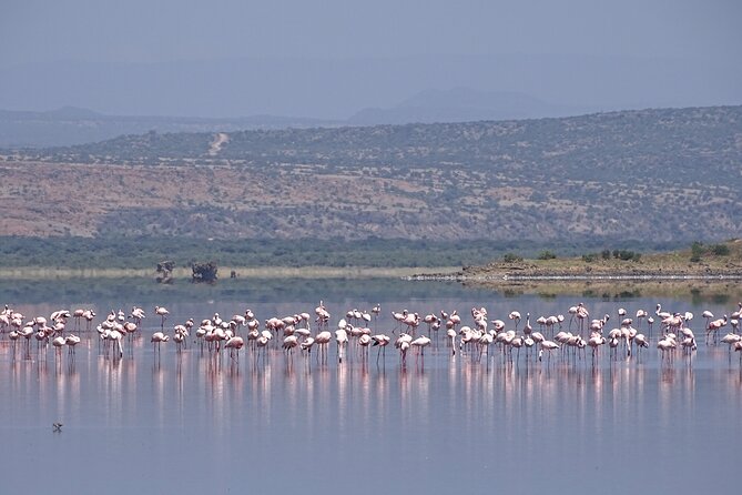 5 Days Tanzania Family Safari - Serengeti Seronera: why the water and timing matter