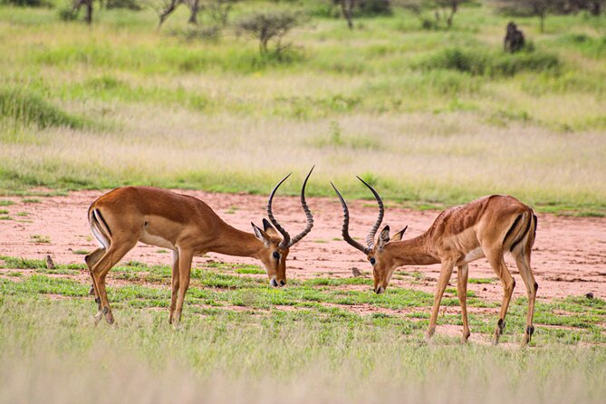 5 Days Tanzania Family Safari - Another Serengeti day: Sogore River Circuit and a smarter pace