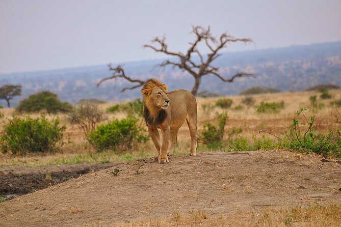 5 Days Tanzania Family Safari - Ngorongoro Conservation Area: the road game before the crater day