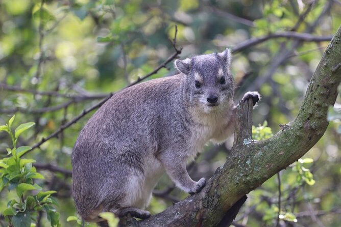 5 Days Tanzania Joining Safari with Pick Up Included Shared Tour - Quick Hits: What Makes This Safari Work