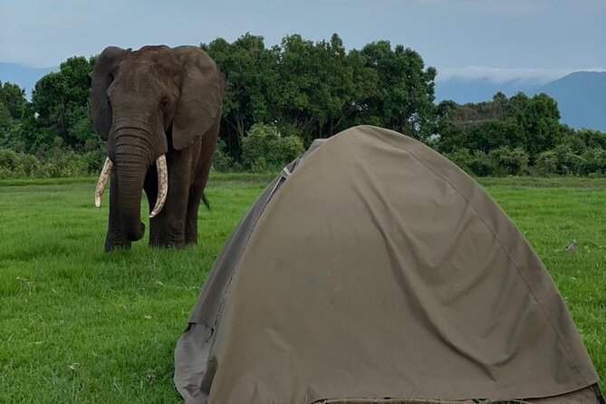 5 Days Tanzania Joining Safari with Pick Up Included Shared Tour - Day 2 Serengeti Afternoons: Wildebeest Plains and Lion Shade