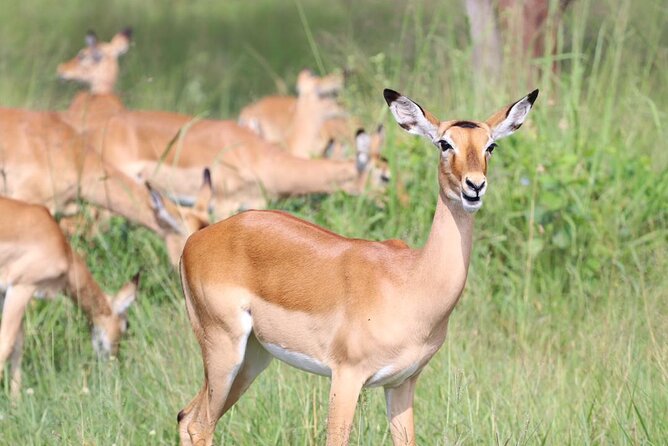 5 Days Tanzania Joining Safari with Pick Up Included Shared Tour - Day 3 Seronera to Prime Cat Country in Central Serengeti