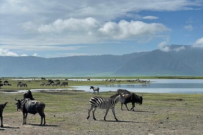 5 Days Tanzania Joining Safari with Pick Up Included Shared Tour - Day 4 Ngorongoro Crater Rim: The World’s Big Collapsed Volcano
