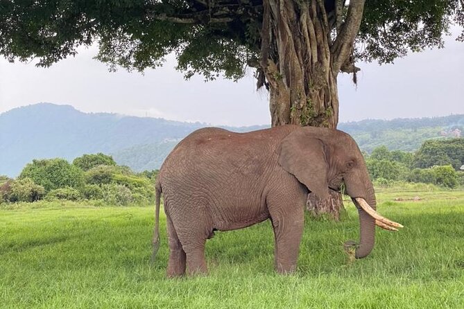 5 Days Tanzania Joining Safari with Pick Up Included Shared Tour - Camping-Style Comfort: Meals, Water, and WiFi on the Move