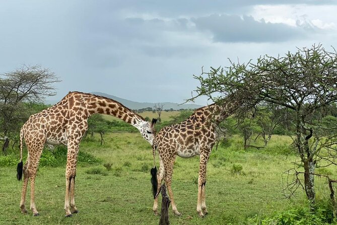 5 Days Tanzania Joining Safari with Pick Up Included Shared Tour - Shared Group Dynamics and What Max 6 Really Means