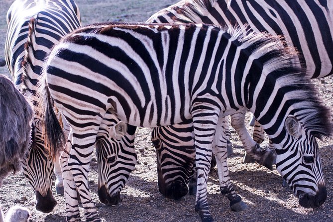5 days Tanzania midrange lodge Private safari - Day 4 traveling to Ngorongoro rim: the scenic change that sets up crater day