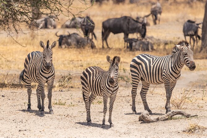 5 Days Tanzania Private Safari Tour - Key highlights to know before you go