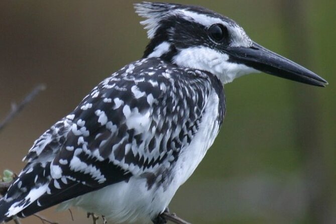 5 Days Tanzania Private Safari Tour - Meeting in Moshi country, starting at Kilimanjaro Airport