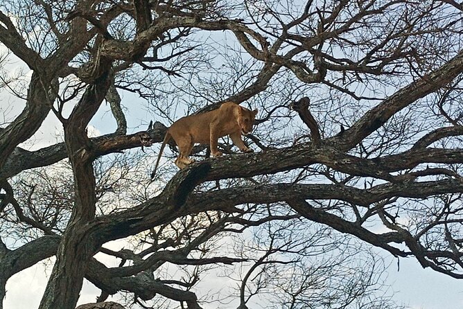 5 Days Tanzania Private Safari Tour - Day 2: From Lake Manyara into Serengeti, then Olduvai Gorge history