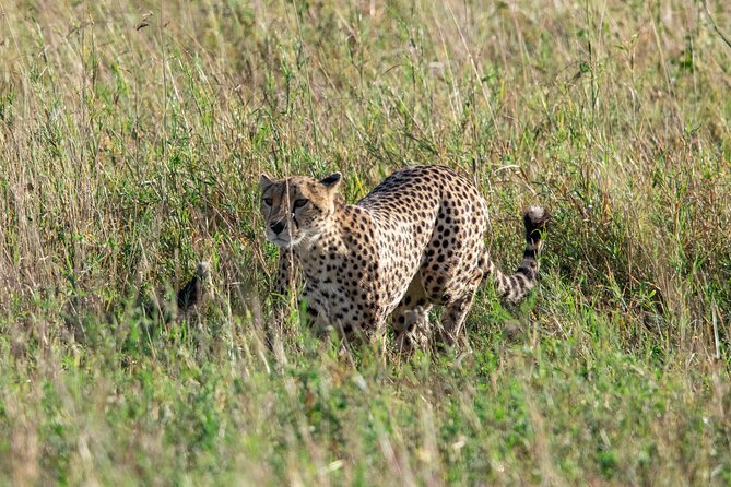 5 Days Tanzania Private Safari Tour - Day 3: Serengeti early for big-game odds and the Serengeti hippo pool