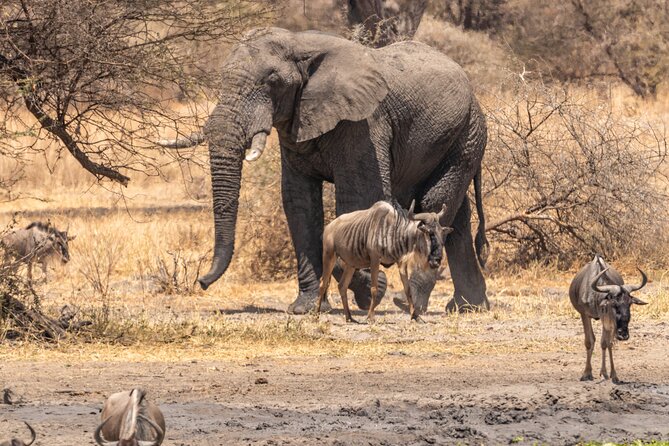 5 Days Tanzania Private Safari Tour - Day 5: Tarangire half-day safari plus Mto wa Mbu culture on the way back to Arusha