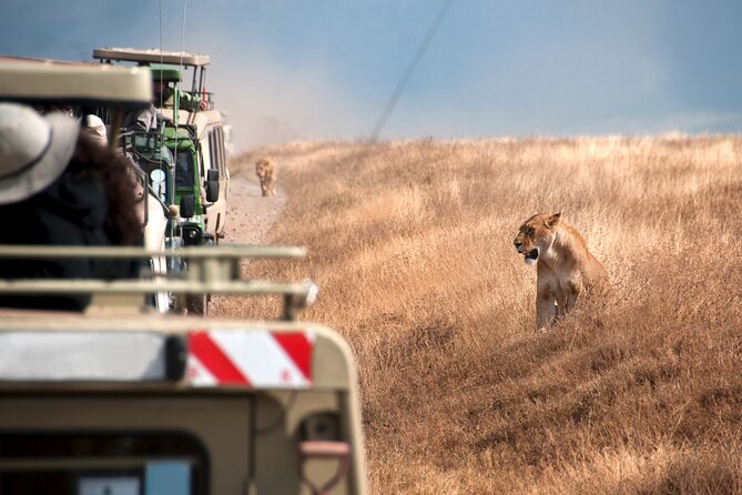 5 Days Tanzania's Wildlife Joint Safari. - A Northern Circuit Safari Plan Centered on Serengeti and Ngorongoro