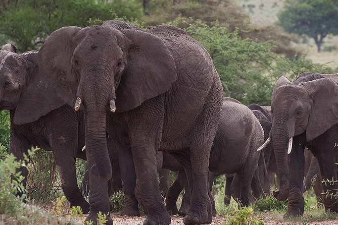 5 Days Tanzania's Wildlife Joint Safari. - Day 3 Two Serengeti Game Drives, Then On to Ngorongoro