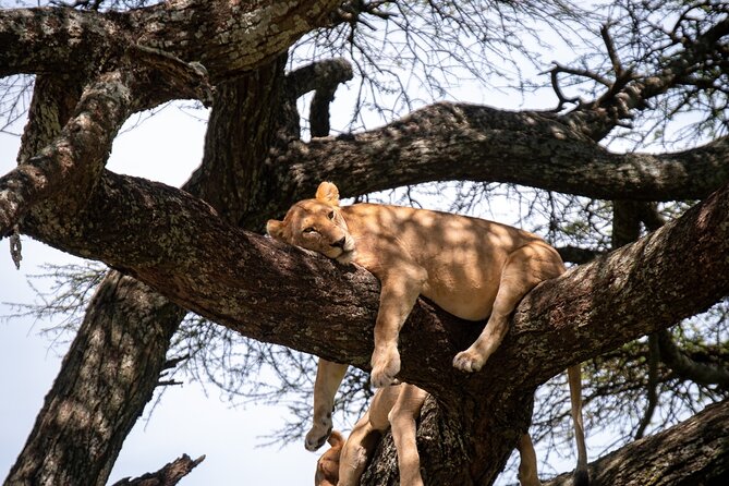 5 Days Tanzania's Wildlife Joint Safari. - Day 4 Ngorongoro Crater: Inside the Protected Bowl