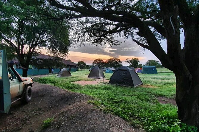 5 Days Tanzania's Wildlife Joint Safari. - Day 5 Lake Manyara: Birds, Flamingos, and Tree-Climbing Lions