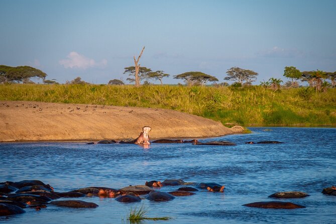 5 Days Tanzania's Wildlife Joint Safari. - Price and Value: How $1,100 Fits a 5-Day Northern Circuit