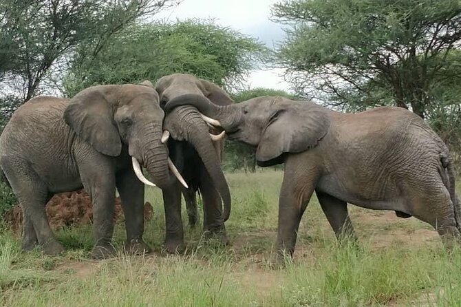 5 Days Tanzania's Wildlife Joint Safari. - What the Group Size, Guide, and Chef Really Change