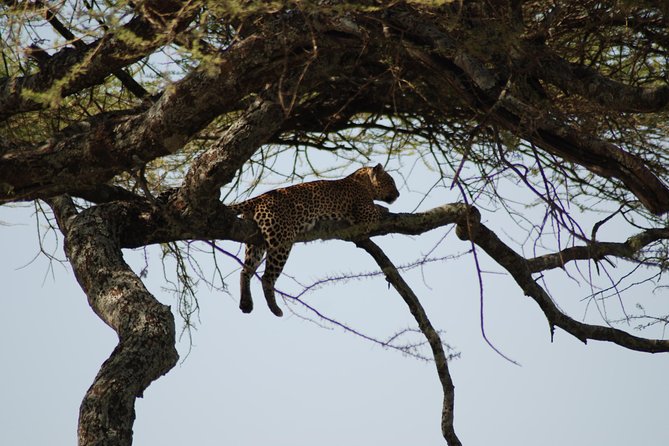 5 Days Tanzania Safari from Mwanza to Arusha - Price and what you really get for $2,950 per person