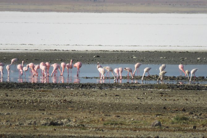 5 Days Tanzania Safari from Mwanza to Arusha - Where you sleep: lodge or campsite, and why that is part of the deal
