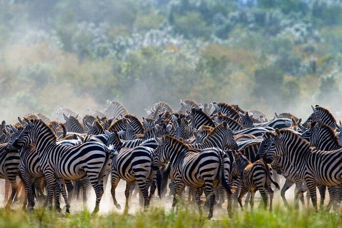 5 Days Tanzania Safari Great Wildebeest Migration - Day 3: Sunrise drives, then the Mara River chase
