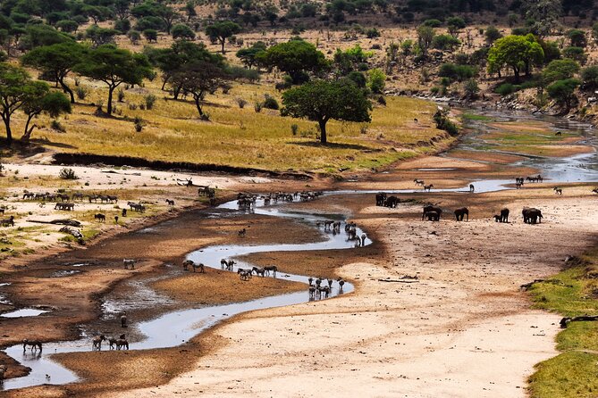 5 Days Tanzania Safari Great Wildebeest Migration - Day 1: Tarangire National Park from Arusha