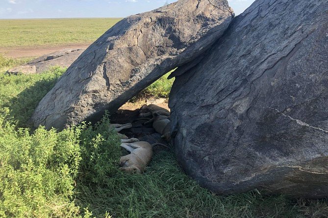 5 Days Tanzania Safari - Migration and Big 5 Safaris - Ngorongoro Crater Day: Olduvai Gorge First, Then a 600-Meter Descent for Big-Animal Density
