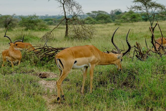 5 Days Tanzania Safari - Migration and Big 5 Safaris - Price and Value: What $3,700 Covers, and Why It Can Still Be a Smart Use of Money