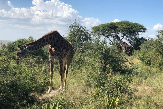5 Days Tanzania Safari - Migration and Big 5 Safaris - Lake Manyara: Hippo Pool Flamingos, Elephants, and the Chance of Tree Lions