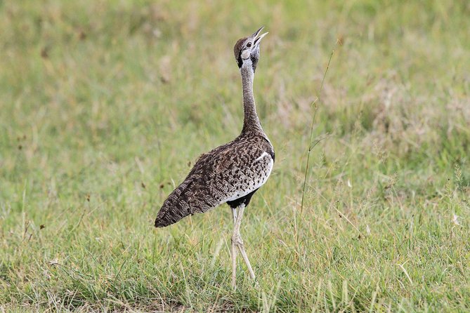 5 Days Tanzania Safari- Tarangire Np, Serengeti Np and Ngorongoro Crater - Departure day culture at Masai Central Market