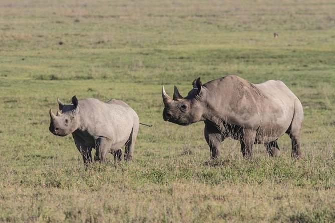 5 Days Tanzania Safari- Tarangire Np, Serengeti Np and Ngorongoro Crater - Private vehicle and the small group size: how you benefit day to day