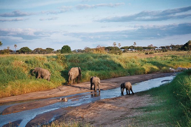 5 Days Tanzania Safari- Tarangire Np, Serengeti Np and Ngorongoro Crater - Full-day Serengeti plus the Hippo Pool: when timing becomes strategy