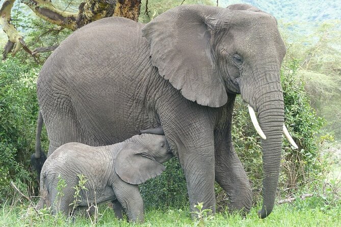 5 Days Tanzania Wildlife Safari Private Tour - How the private safari runs from Arusha Coffee Lodge
