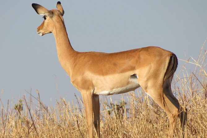 5 Days Tanzania Wildlife Safari Private Tour - Day 3 Ngorongoro Conservation Area: the crater descent and predator concentration