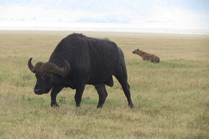 5 Days Tanzania Wildlife Safari Private Tour - Day 5 in Arusha: one last breakfast, then your own plans