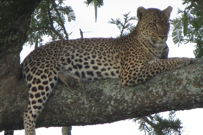 5 Days Tanzania Wildlife Safari Private Tour - Guides and customization that actually change your day